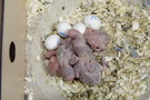 110811 --- R7, R10, R14, R15 och R17
